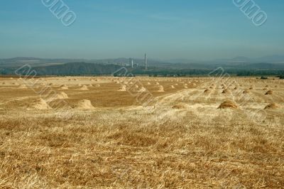 Field after the harvest