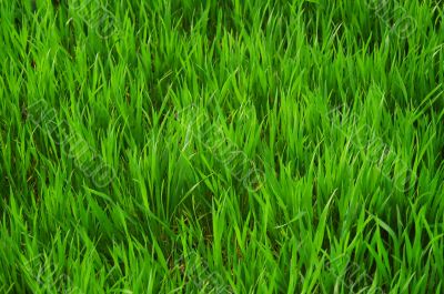 Texture of green grass