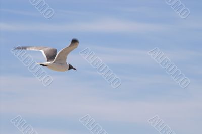 Laughing Gull