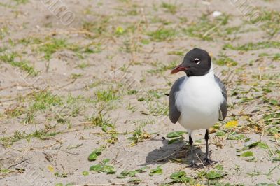 Laughing Gull