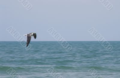 Laughing Gull