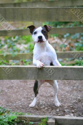 Staffordshire Puppy