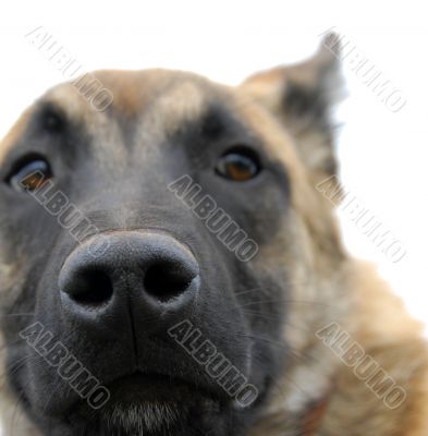 dog`s nose