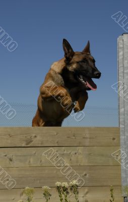 jumping malinois