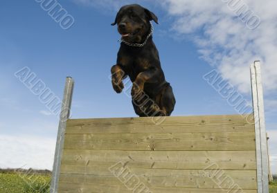 jumping rottweiler
