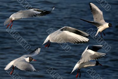 seagulls is in flight and blue water - collage picture