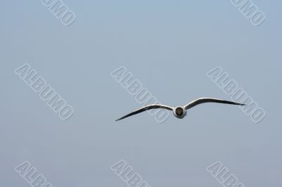 white seagull is flying in the sky