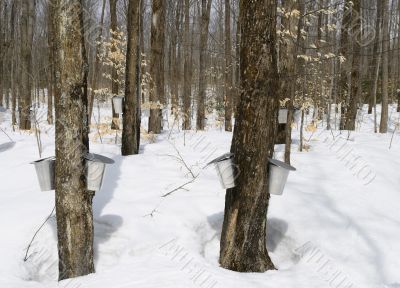 Maple syrup season, springtime