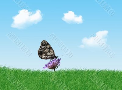 Butterfly