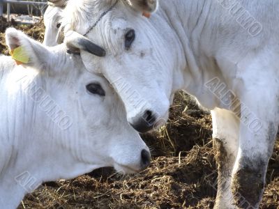 White cows