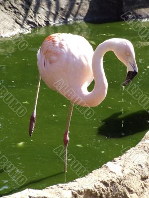 Flamingo