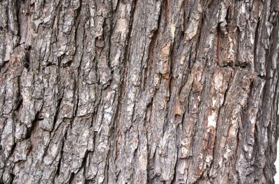 Bark