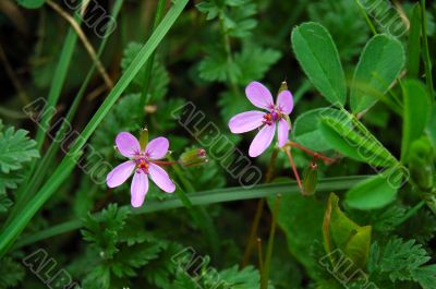 Flowers in grass