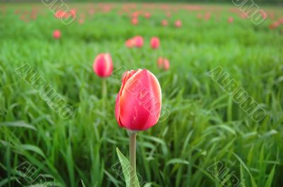 Close-up of a red tulip on green field