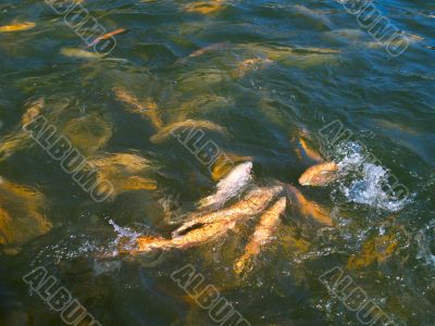 Trout