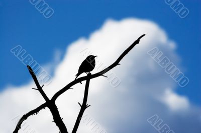 Silhouette of thrush