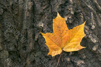 Maple leaf on bark