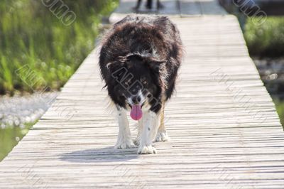 Border Collie