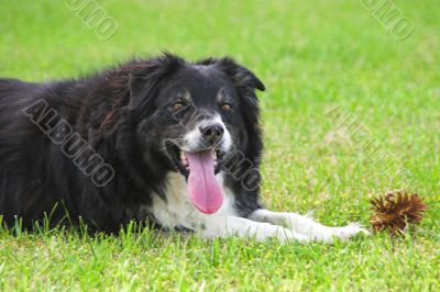 Border Collie