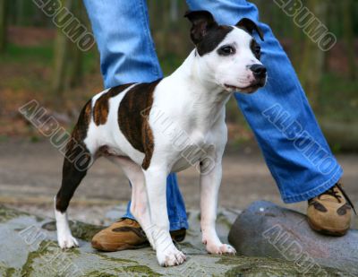 Staffordshire Pup