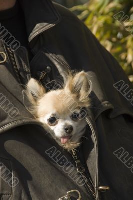 chihuahua in jacket in leather