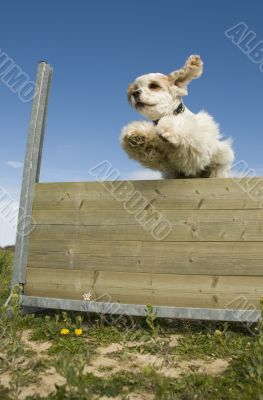 jumping cocker