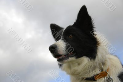 border collie