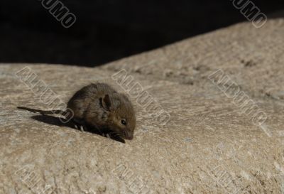 little wild mouse