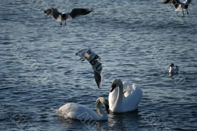 white swans and flying seagull above water