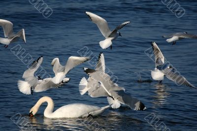 white swans and flying seagull above water