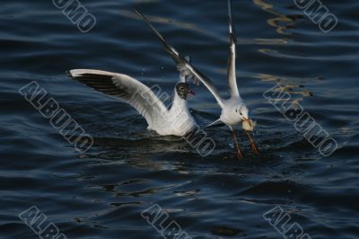 two white beautiful seagulls in water eating bread