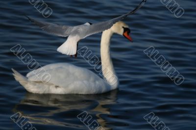 white beautiful swan in water and flying seagull above