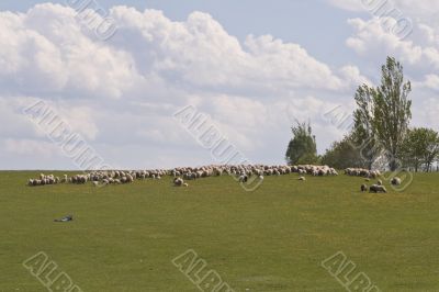 Sheep grazing
