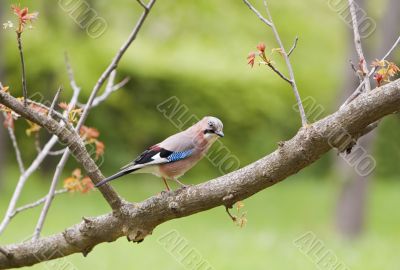 The jay