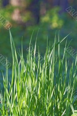 Grass