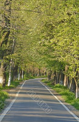 Road in a summer park