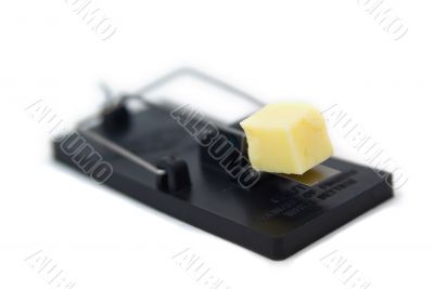 Mousetrap With Cheese