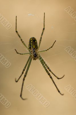 Golden Orb Spider