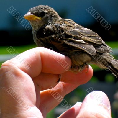 Bird in Hand