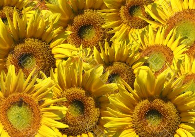 Background - decorative collage from sunflowers