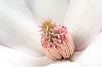Magnolia Stamens