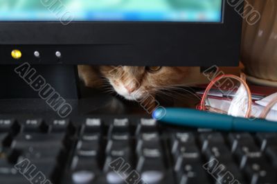 Cat And Computer