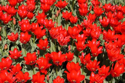 Red flowers