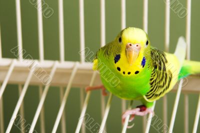Parakeet