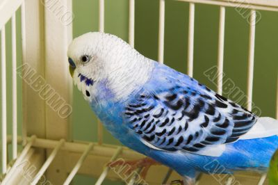 Parakeet