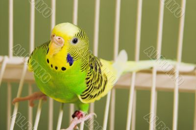 Parakeet