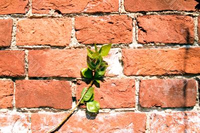 Spring leaves on a red brick wall