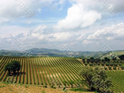 Vineyard