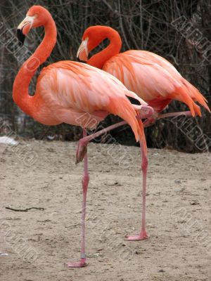 Couple of flamingos