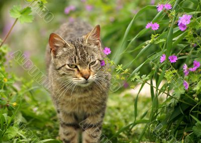 grey cat in spring flowering nature